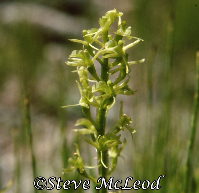 bog twayblade