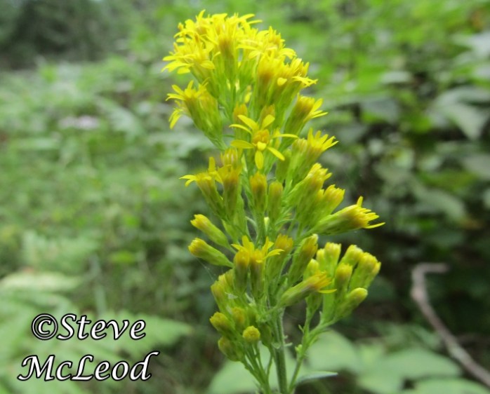 Large leaved goldenrod