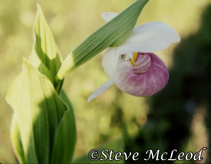 showy ladyslipper2