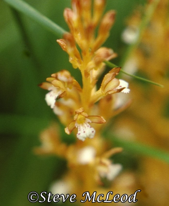 spotted coralroot4