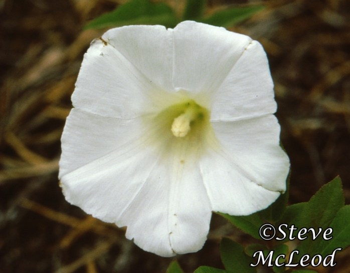 upright bindweed2