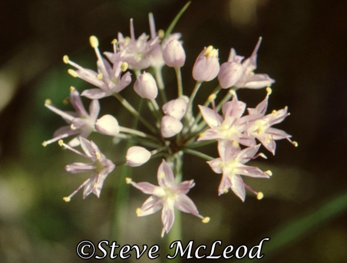 wild onion1a
