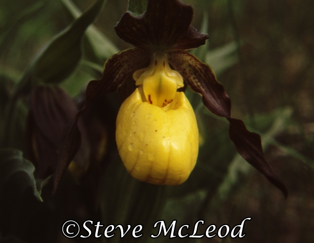 yellow ladyslipper3