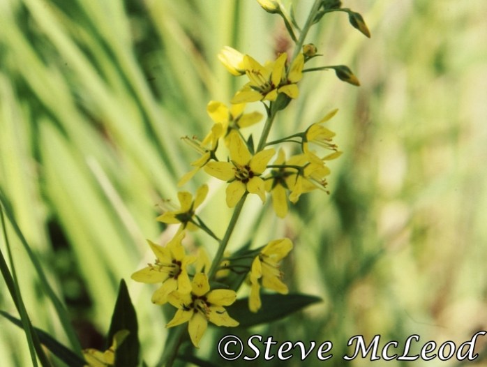 yellow loosestrife