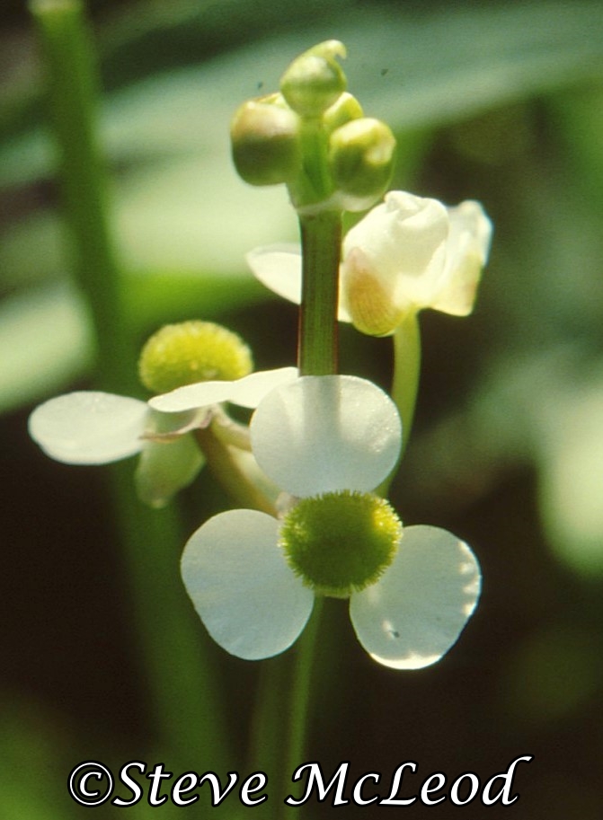 broad-leaved arrowhead1