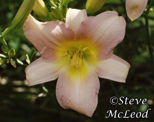 daylily,catherine1
