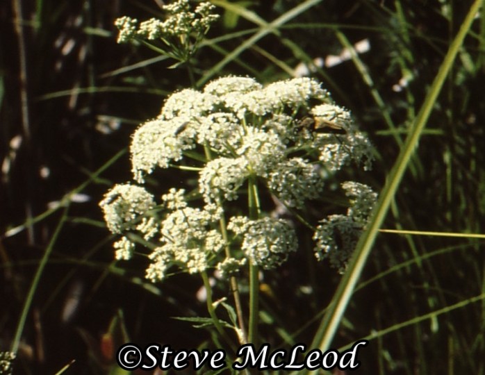 water-hemlock