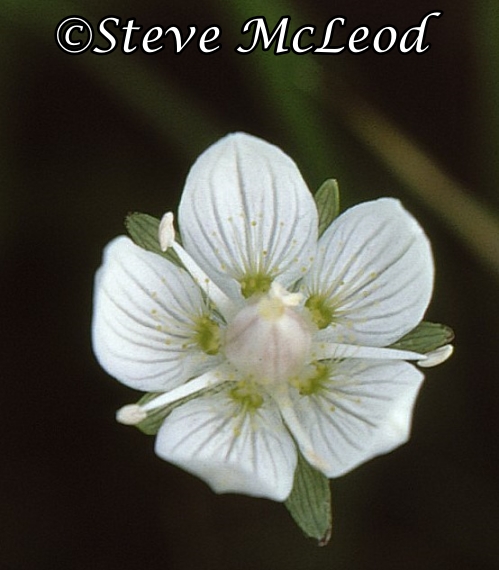 grass-of-parnassus3A