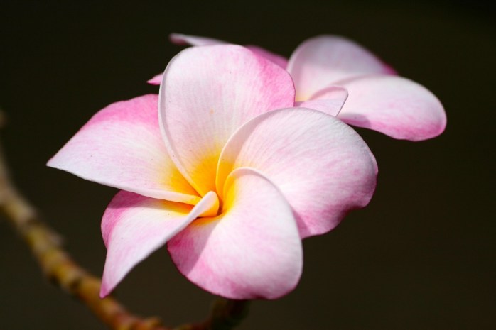 plumeria-1879080_1920candace