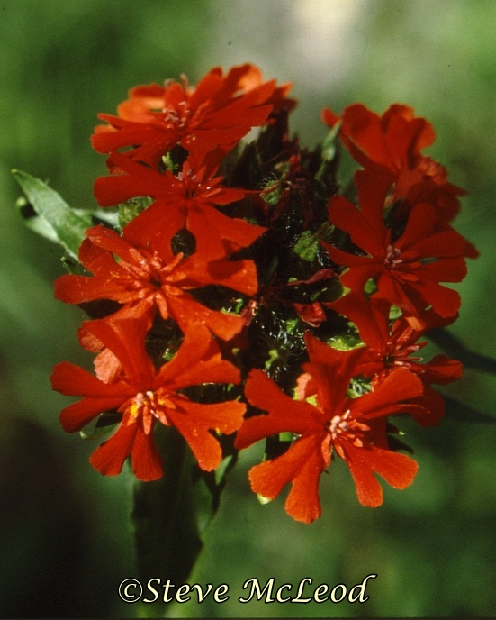 scarlet lychnis1a