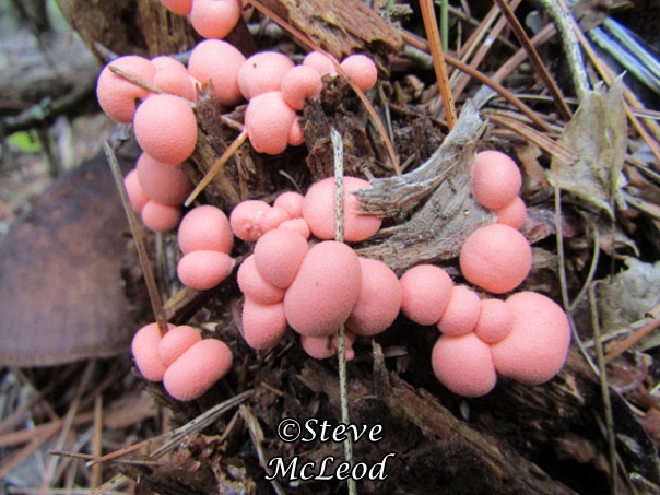 Stalked puffball-in-aspic 8