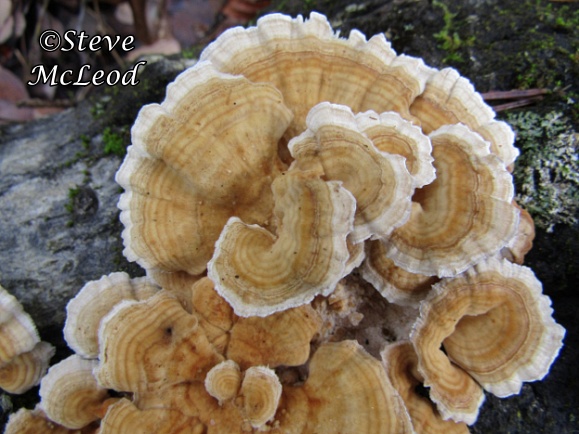 Berkeley's polypore 1