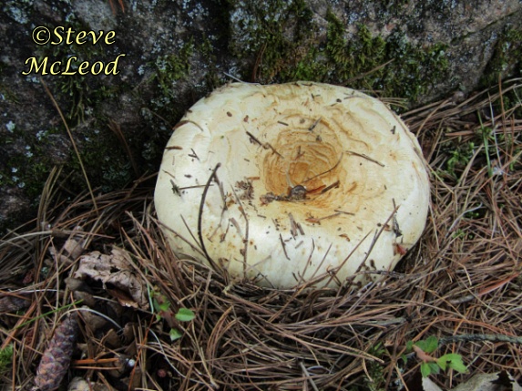 Lactarius vinaceorufescens(yellow latex milky)1