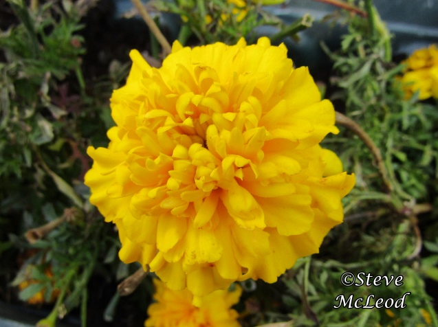 marigold 3