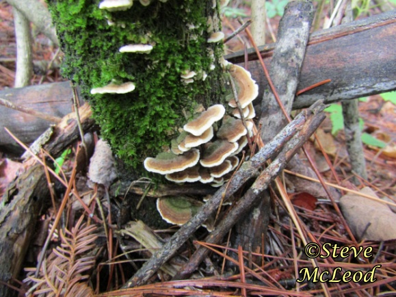 Resinous polypore2