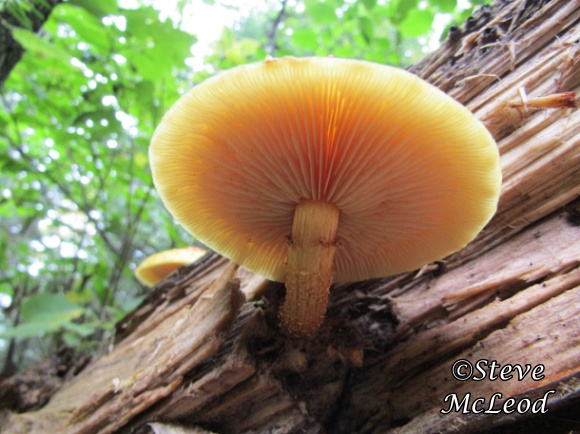 Sharp-scaly Pholiota 2