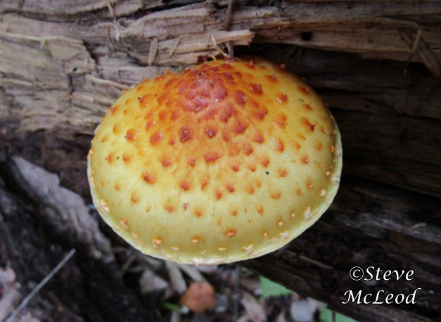 Sharp-scaly Pholiota