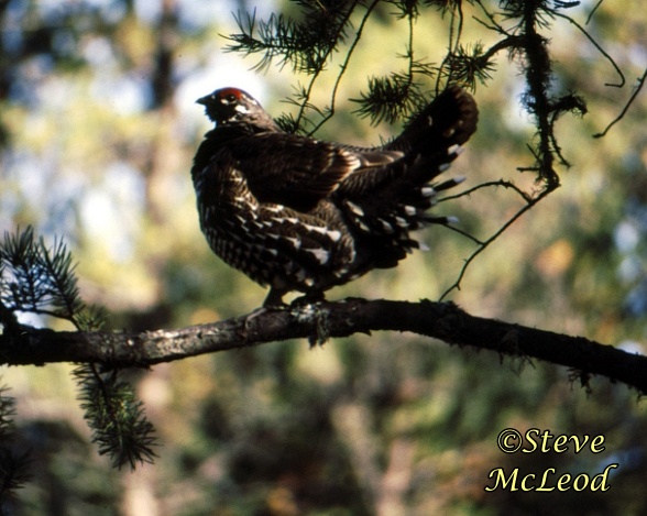 spruce grouse copy