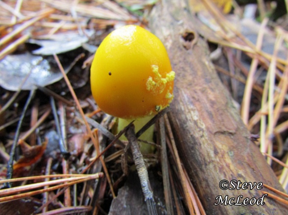 Frost's Amanita 3
