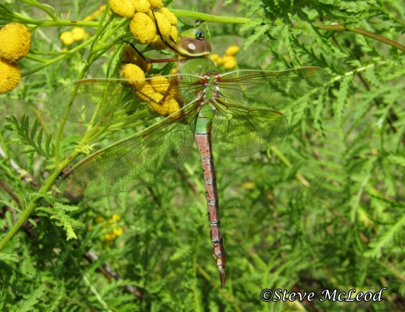 Green darner female