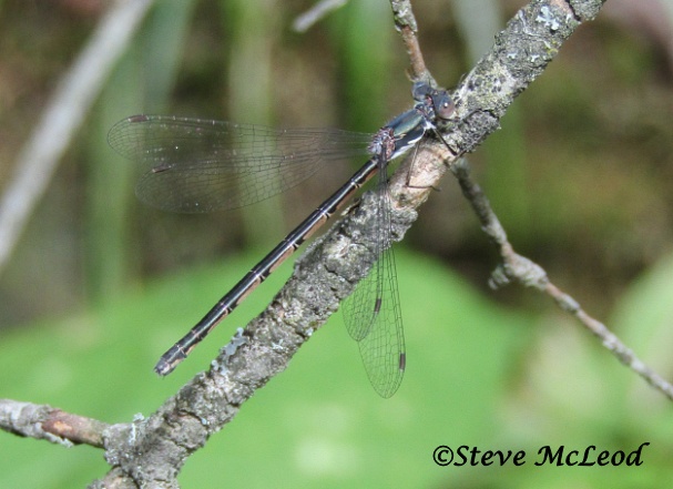 marsh bluet female