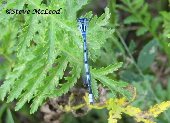 Marsh bluet male