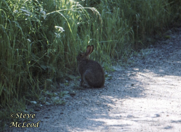rabbit,stewart lake
