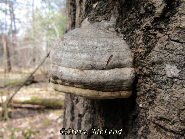 Tinder polypore1