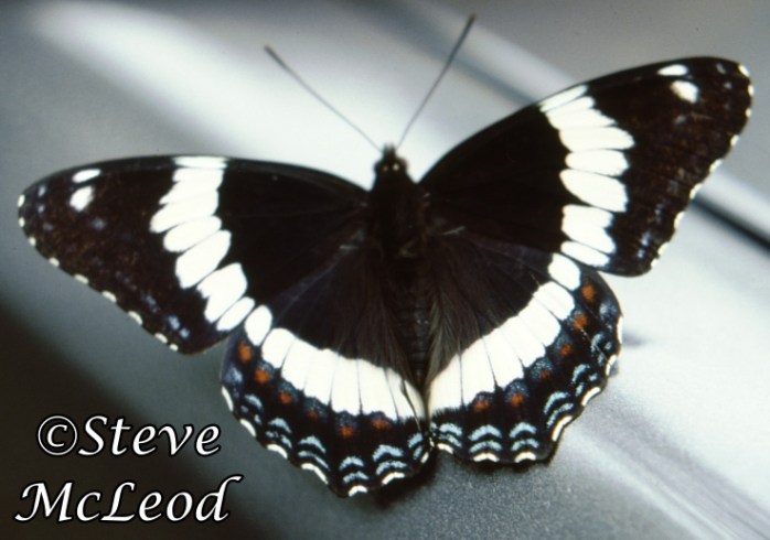 white admiral